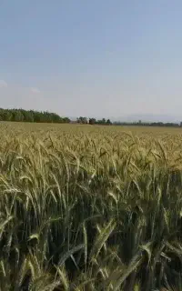 زمین کشاورزی