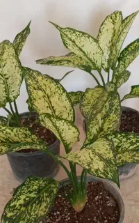 ماهی گل فروشی