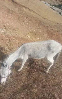 خر نر