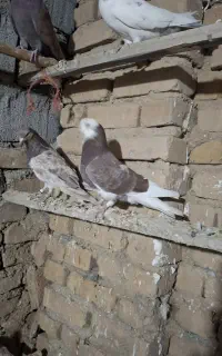 چنتایی کفتر غریب گیر دحات هستن کسی مشتری بود زنگ
