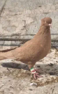 نر زرد