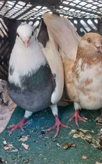 کبوتر