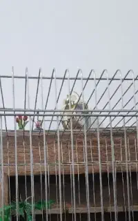 عروس هلندی پیدا شده