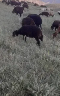 بره نر پای پروار