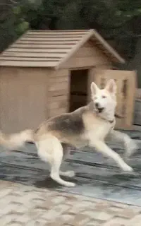 سگ نگهبان