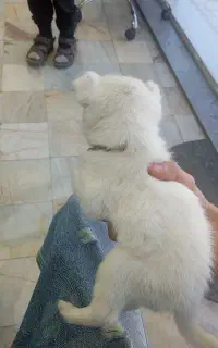 پامر نر