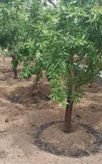 تیلروسم پاشی باغ و باغچه در نجف آباد  مناسب