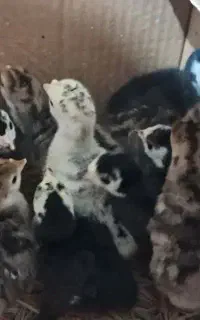 جوجه بوقلمون سالم سرحال دونه ای ۳۰۰