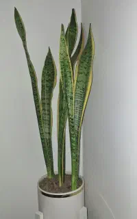 گل سانسوریا