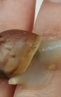 فروش ۶۰ عدد حلزون ۱۲۰ روزه