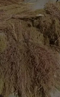 جارو درجه یک