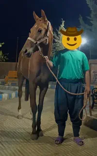 مادیان نژاد ترکمن کورسی