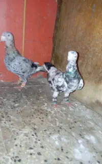 کبوتر آلمانی