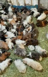 خوکچه هندی.خرگوش