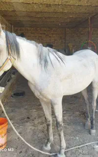 اسب