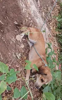سگ پاکوتاه