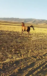 اسب ( مادیان)