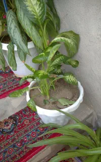 گل زیبای طبیعی