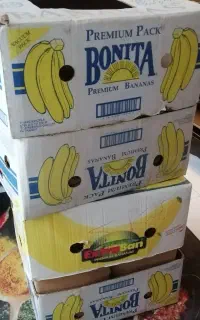 کارتن کارتن موزی