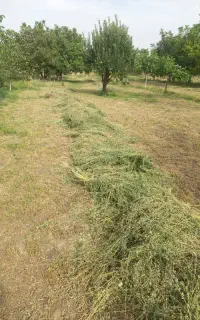 یونجه غرغابی درجه یک بدون علف چین ۳