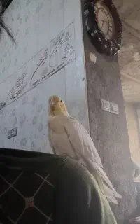 یک عددعروس ماد