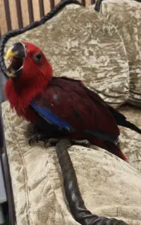 جوجه اکلکتوس ماده
