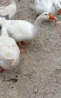 6 عدد غاز قو تخم گذار دونه 2/500/000