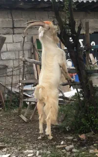 بز سانن نر درشت