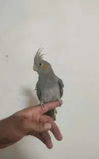 عروس هلندی گمشده