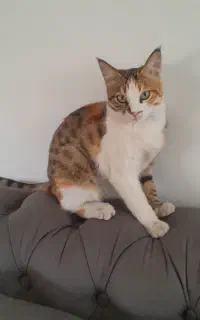 گمشده شهرک