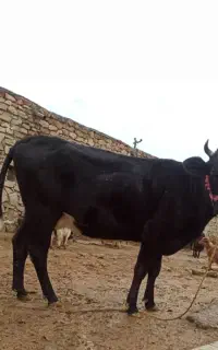 معاوضه گوسفندیا گاو با وانت پیکان
