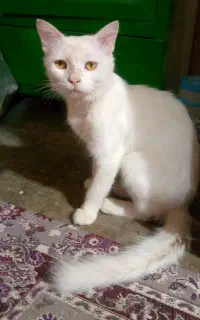 گربه سفید خانگی قیمت یک میلیون