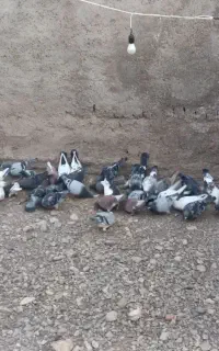کبوتر
