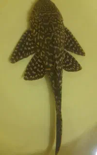 گربه ماهی اسپرت