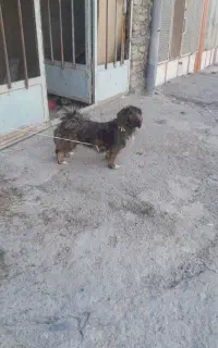 سگ ماده شیتزو