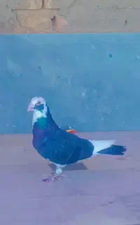 کبوتر