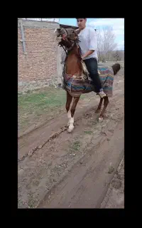 اسب کرد مایدان