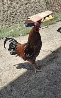 خروس