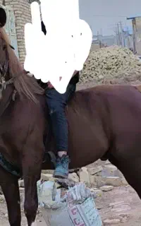 اسب نریون خالص ایرونی