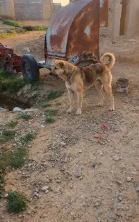 سگ سراب گله
