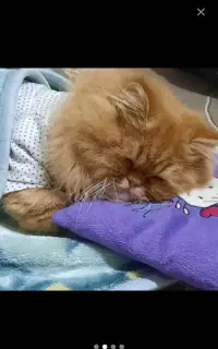 گربه گارفیلد واقعی