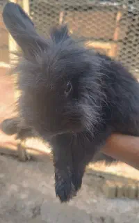 خرگوش