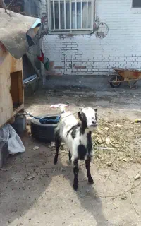 بز زنده و سرحال