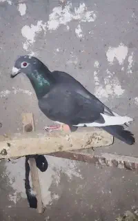 کبوتر رنگی