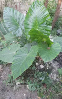 تعدادی گل بابا آدم کوچیک ۲۰۰ بزرگ ۴۰۰