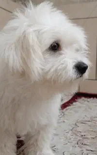 سگ زیبا و ناز