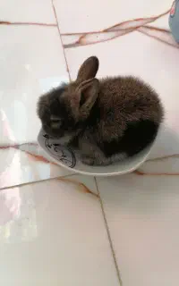 بچه خرگوش لوپ نژاد انگلیسی برتر بسیار زیبا