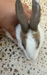 خرگوش