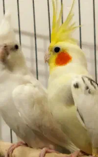 جفت عروس هلندی مولد