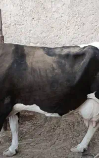 گاو شیرده دورگ